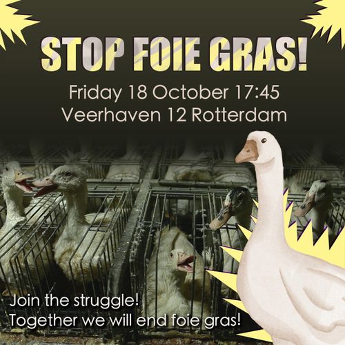 STOP FOIE GRAS!

Friday 18 October 17:45
Veerhaven 12 Rotterdam

Join the struggle!
Together we will end foie gras!