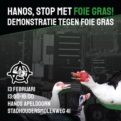 HANOS, STOP MET FOIE GRAS!
DEMONSTRATIE TEGEN FOIE GRAS

13 FEBRUARI
13:30-16:00
HANOS APELDOORN
STADHOUDERSMOLENWEG 41