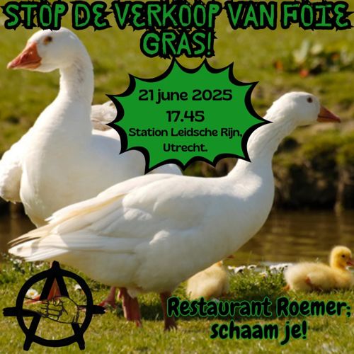 STOP DE VERKOOP VAN FOIE GRAS!

21 june 2025
17.45
Station Leidsche Rijn,
Utrecht.

Restaurant Roemer;
schaam je!