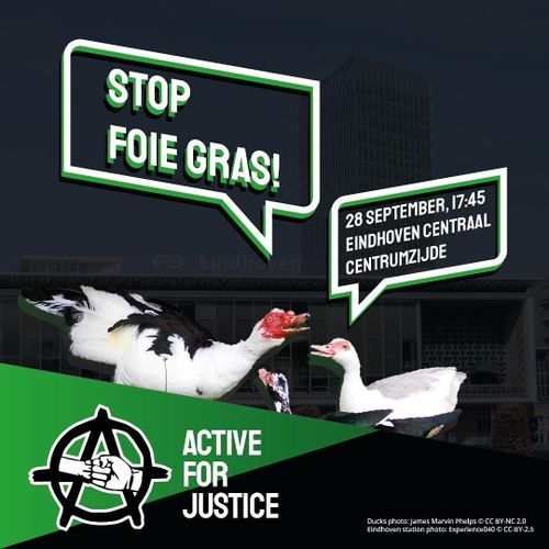 STOP FOIE GRAS!

28 SEPTEMBER, 17:45
EINDHOVEN CENTRAAL
CENTRUMZIJDE

ACTIVE
FOR
JUSTICE

Ducks photo: James Marvin Phelps © CC BY-NC 2.0
Eindhoven station photo: Experience040 © CC-BY-2.5