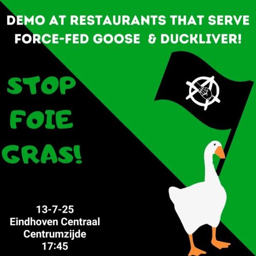 DEMO AT RESTAURANTS THAT SERVE FORCE-FED GOOSE & DUCKLIVER!

STOP FOIE GRAS!

13-7-25
Eindhoven Centraal
Centrumzijde
17:45